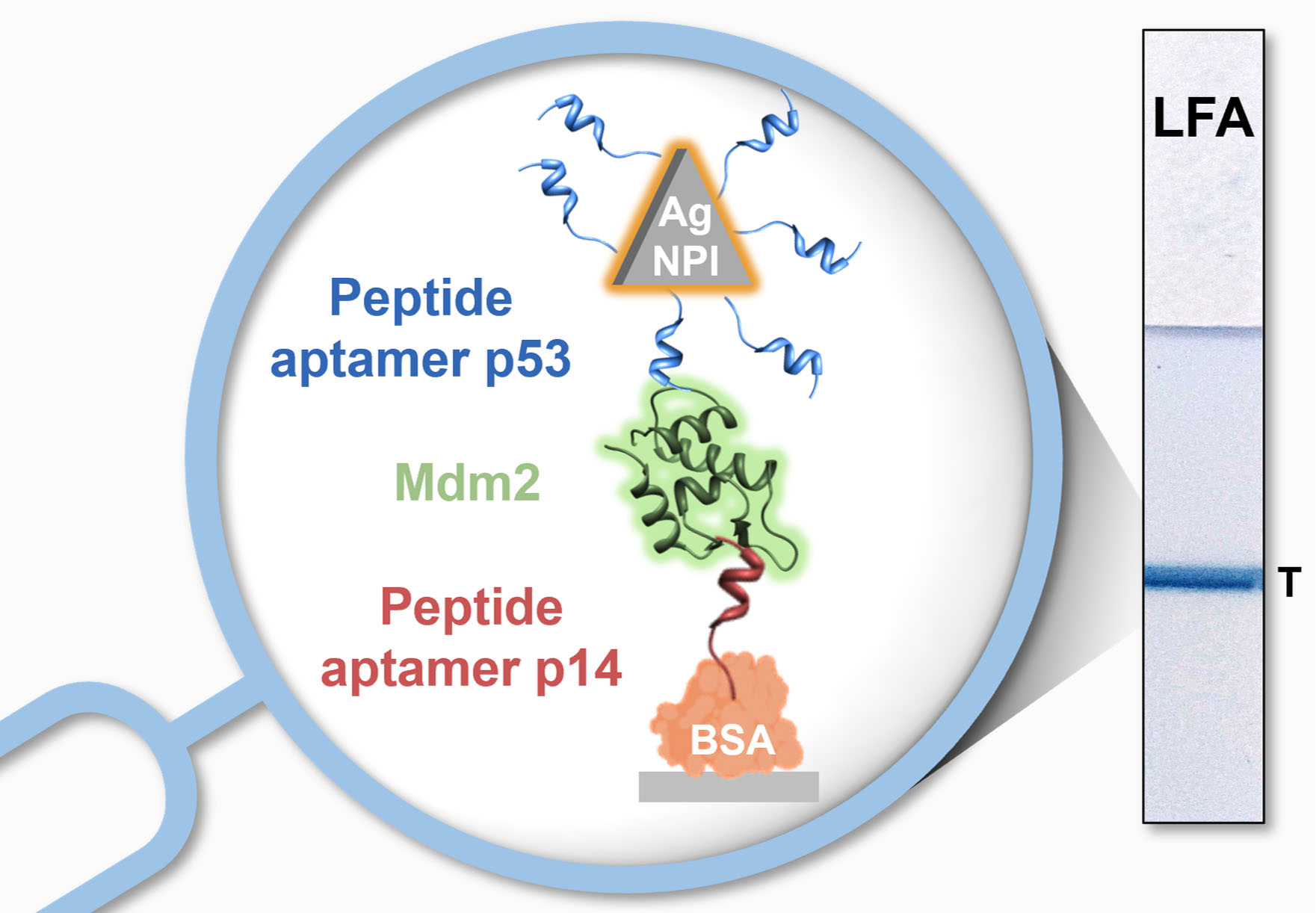 TOC peptide AGNPLs calix LFA